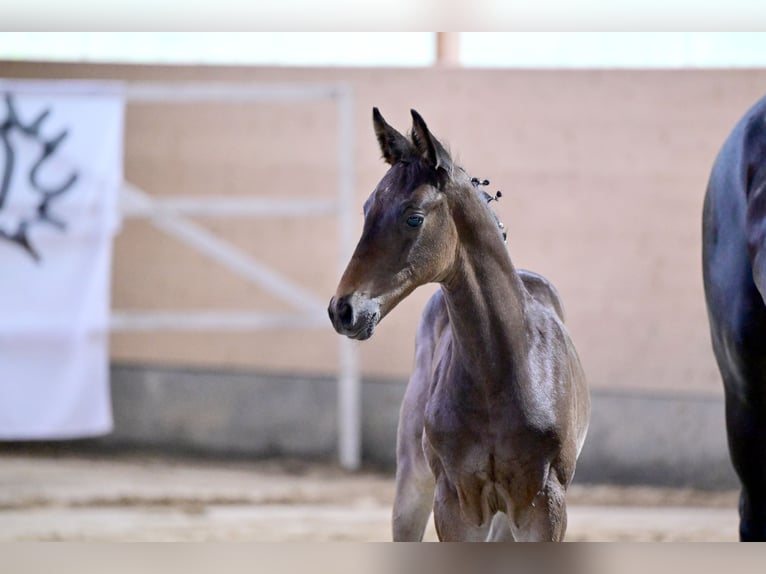 Trakehner Étalon 1 Année Bai brun in Ladenthin