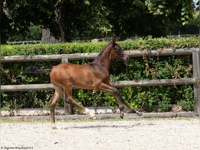 Trakehner Étalon 1 Année Bai brun in Oederan