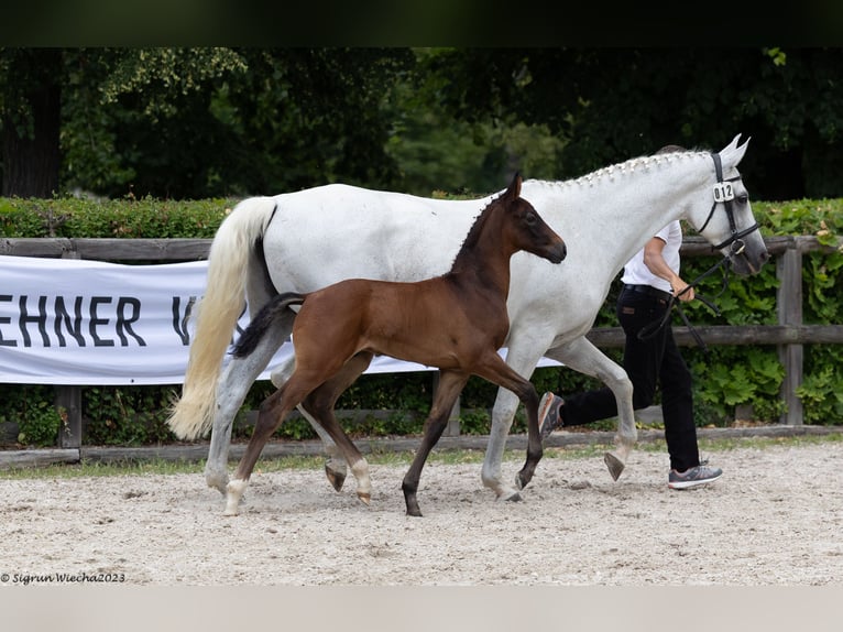 Trakehner Étalon 1 Année Bai brun in Oederan