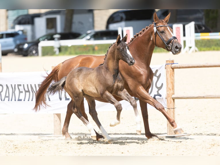 Trakehner Étalon 1 Année Bai brun foncé in Dorsten