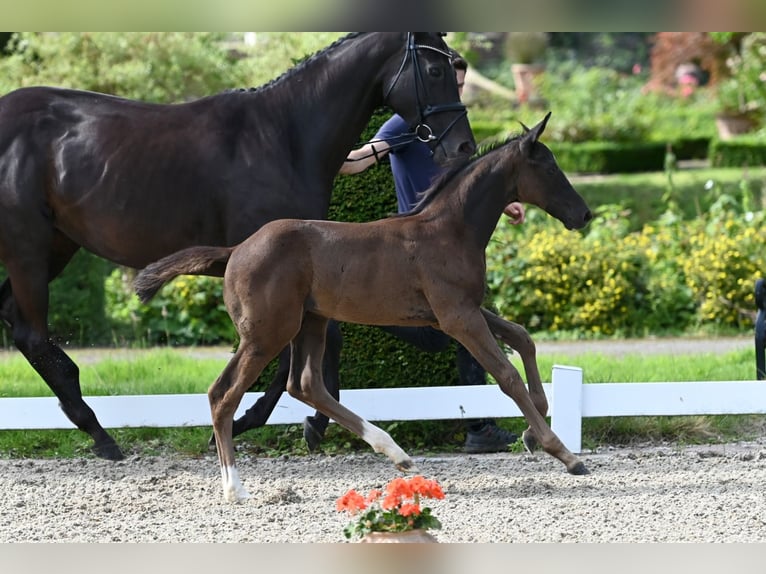 Trakehner Étalon 1 Année Bai brun foncé in Telgte