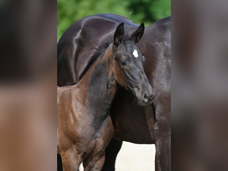 Trakehner Étalon 1 Année Bai brun foncé in Telgte