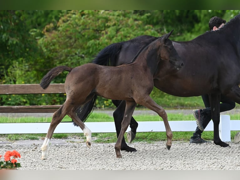 Trakehner Étalon 1 Année Bai brun foncé in Telgte