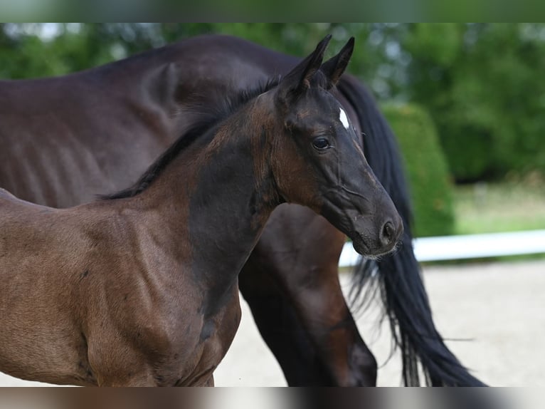 Trakehner Étalon 1 Année Bai brun foncé in Telgte