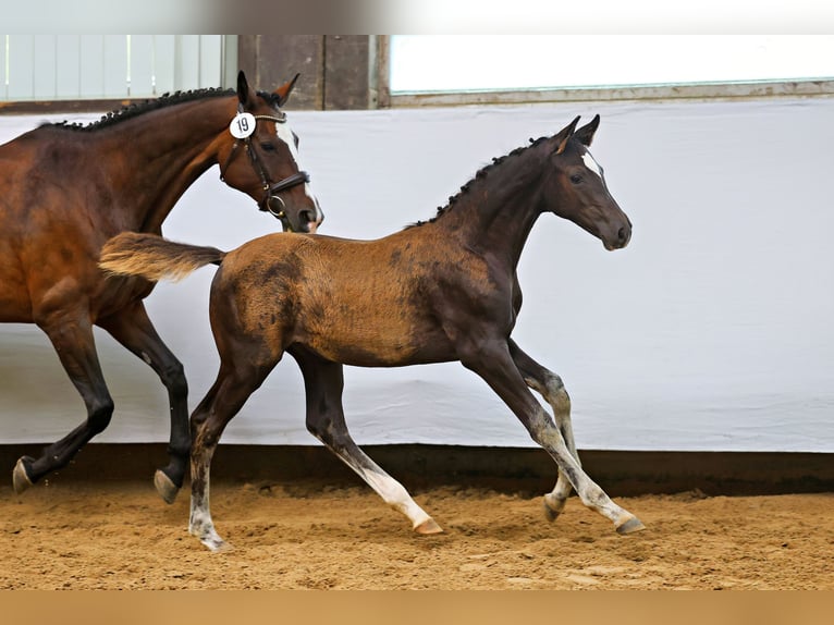 Trakehner Étalon 1 Année Bai brun foncé in Elzach