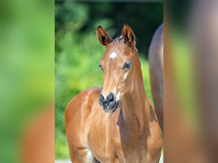 Trakehner Étalon 1 Année Bai in Betzigau