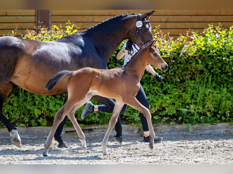 Trakehner Étalon 1 Année Bai in Betzigau