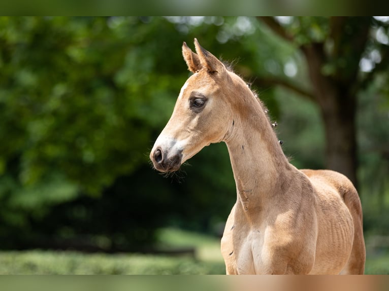 Trakehner Étalon 1 Année Bai in Kneitlingen