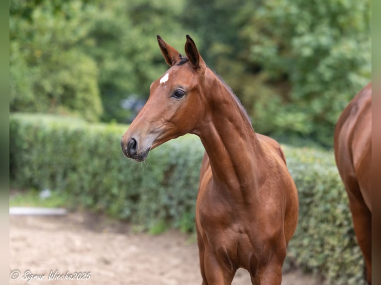Trakehner Étalon 1 Année Bai in Walsrode