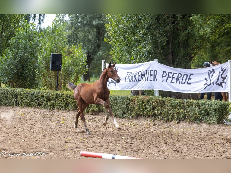 Trakehner Étalon 1 Année Bai in Walsrode