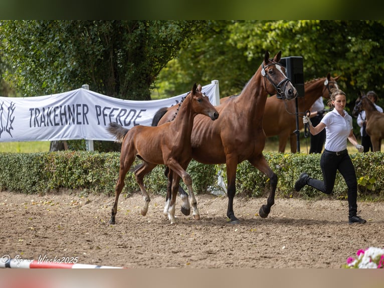 Trakehner Étalon 1 Année Bai in Walsrode