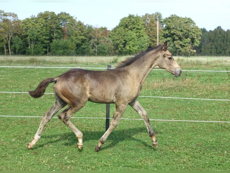 Trakehner Étalon 1 Année Buckskin in RuilaRuila
