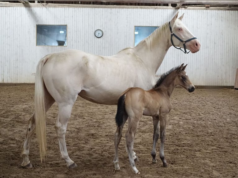 Trakehner Étalon 1 Année Buckskin in RuilaRuila
