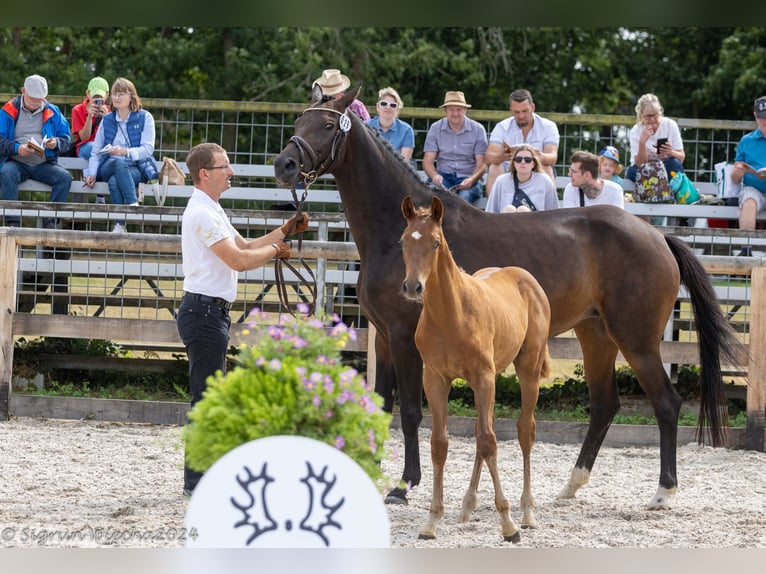 Trakehner Étalon 1 Année in Berthelsdorf