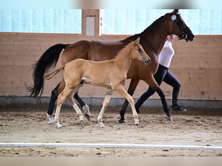 Trakehner Étalon 1 Année in Laage OT Breesen