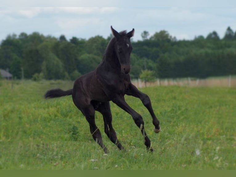 Trakehner Étalon 1 Année in Ruila