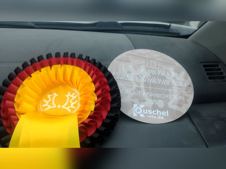 Trakehner Étalon 1 Année in Steinfeld (Oldenburg)