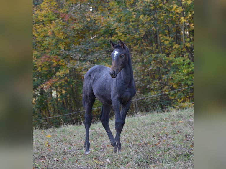 Trakehner Étalon 1 Année Gris in Grünhainichen