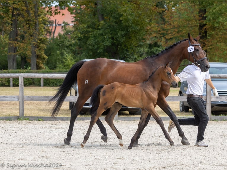 Trakehner Étalon 1 Année Gris in Grünhainichen