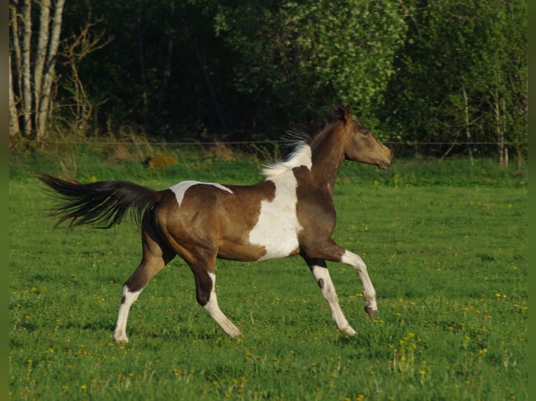 Trakehner Étalon 1 Année Isabelle in Ruila