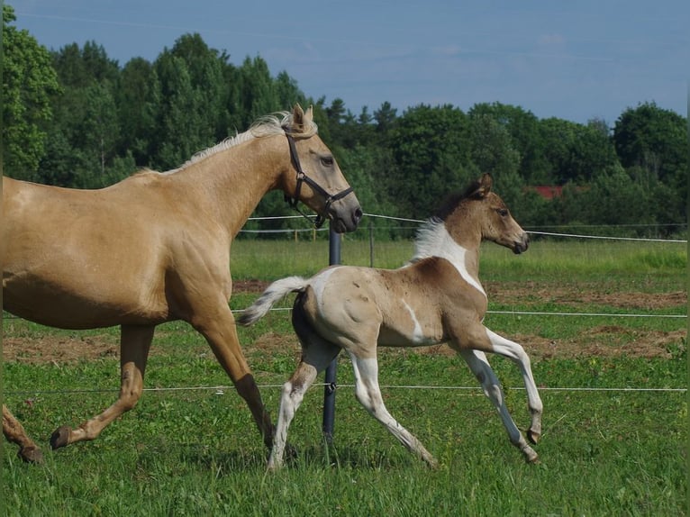 Trakehner Étalon 1 Année Isabelle in Ruila