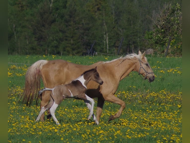 Trakehner Étalon 1 Année Isabelle in Ruila