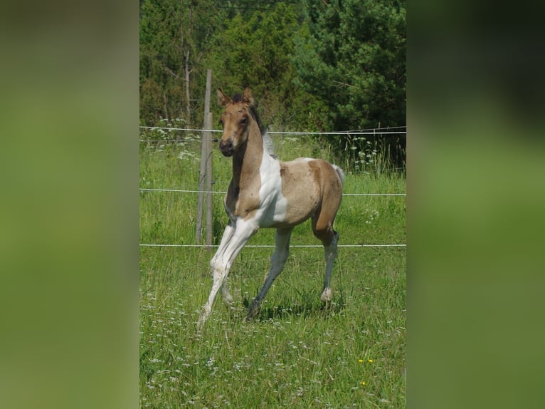 Trakehner Étalon 1 Année Isabelle in Ruila