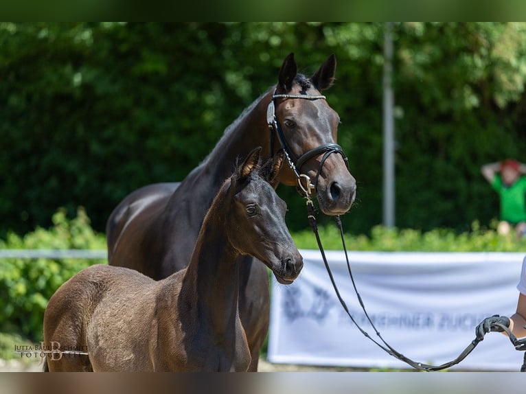 Trakehner Étalon 1 Année Noir in Günzburg