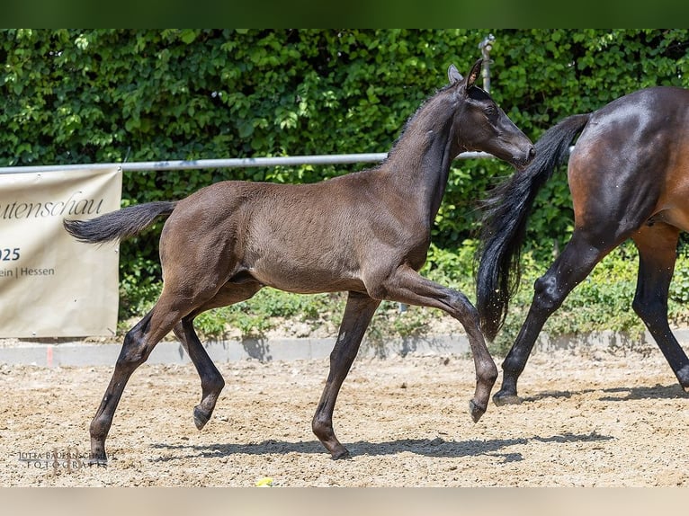 Trakehner Étalon 1 Année Noir in Günzburg