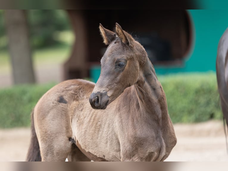 Trakehner Étalon 1 Année Noir in Edemissen