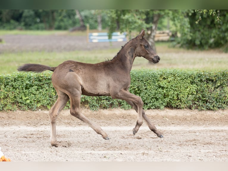 Trakehner Étalon 1 Année Noir in Edemissen