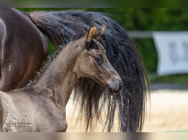 Trakehner Étalon 1 Année Noir in Schloßstall Reichersbeuern/TÖL