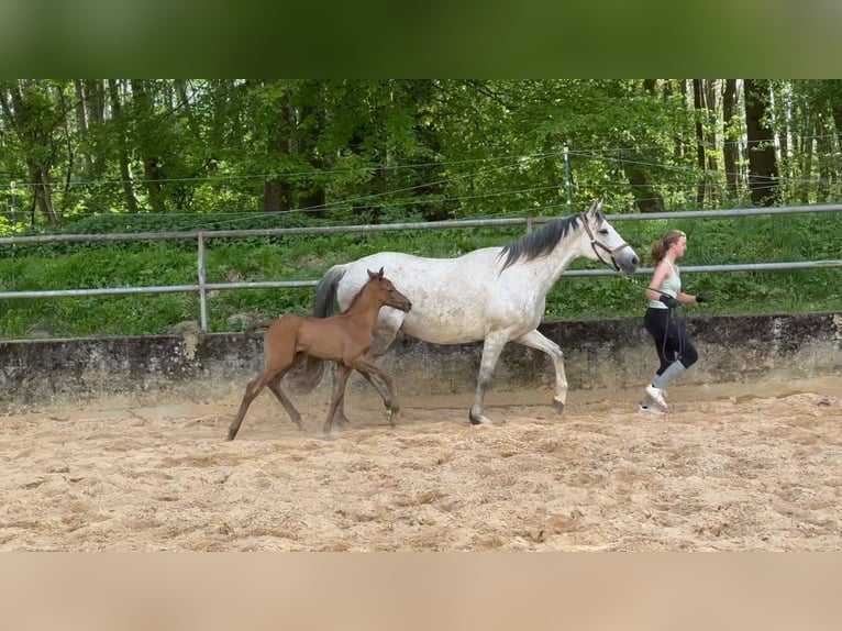 Trakehner Étalon 1 Année Peut devenir gris in Wehringen