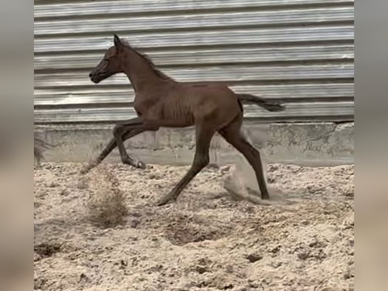 Trakehner Étalon 1 Année Peut devenir gris in Wehringen