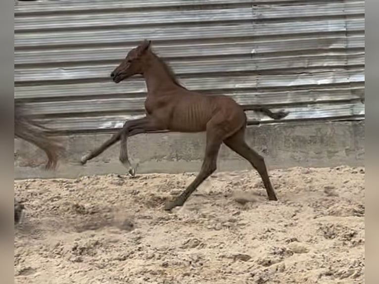 Trakehner Étalon 1 Année Peut devenir gris in Wehringen