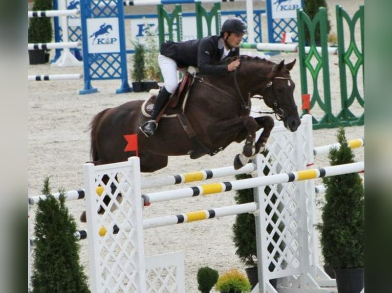 Trakehner Étalon 1 Année Pinto in Ruila