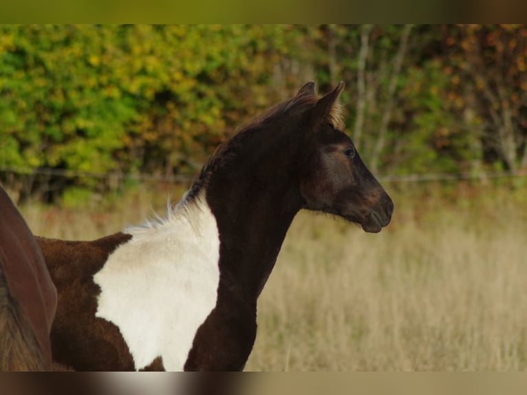 Trakehner Étalon 1 Année Pinto in Ruila