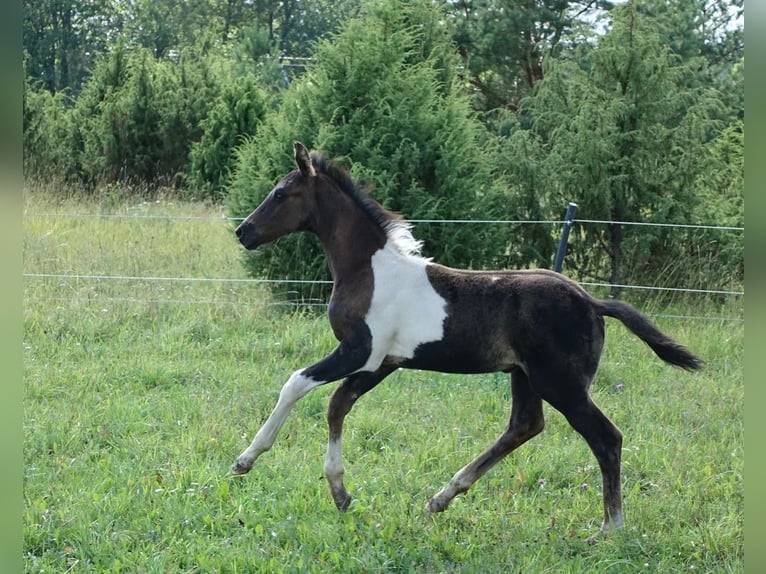 Trakehner Étalon 1 Année Pinto in Ruila