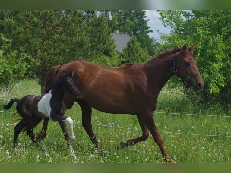 Trakehner Étalon 1 Année Pinto in Ruila