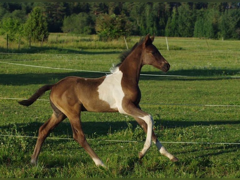 Trakehner Étalon 1 Année Pinto in Ruila