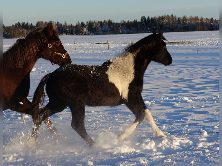 Trakehner Étalon 1 Année Pinto in Ruila