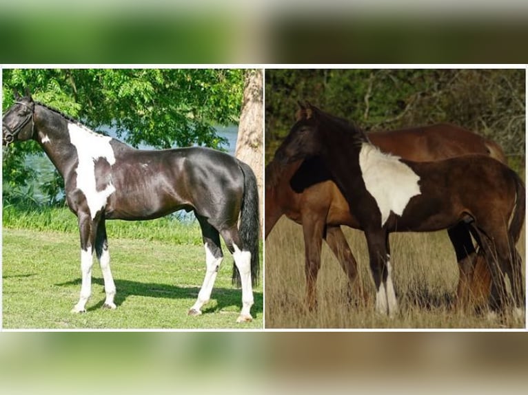 Trakehner Étalon 1 Année Pinto in Ruila