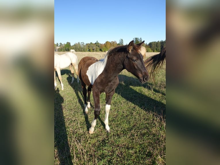 Trakehner Étalon 1 Année Pinto in Ruila