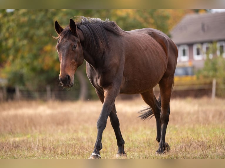 Trakehner Étalon 21 Ans 160 cm Bai brun in Mechtersen Trakehner Étalon 21 Ans 160 cm Bai brun in Mechtersen