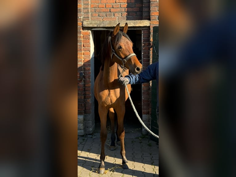 Trakehner Étalon 2 Ans 156 cm Bai in Trostberg
