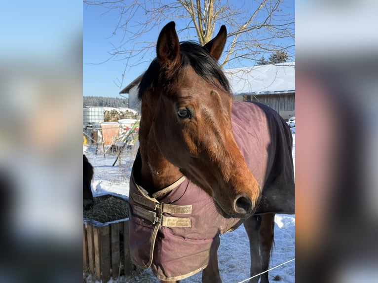 Trakehner Étalon 2 Ans 156 cm Bai in Trostberg