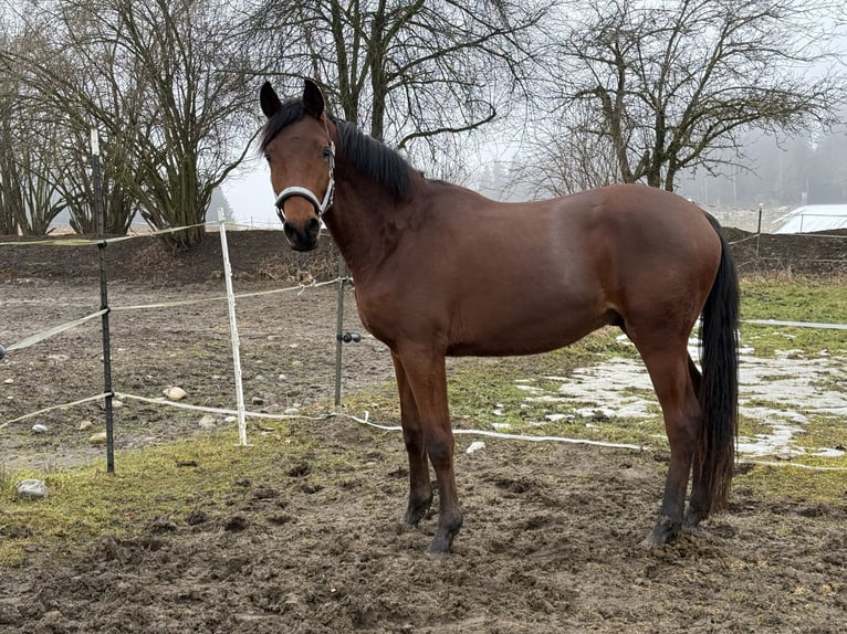 Trakehner Étalon 2 Ans 156 cm Bai in Trostberg