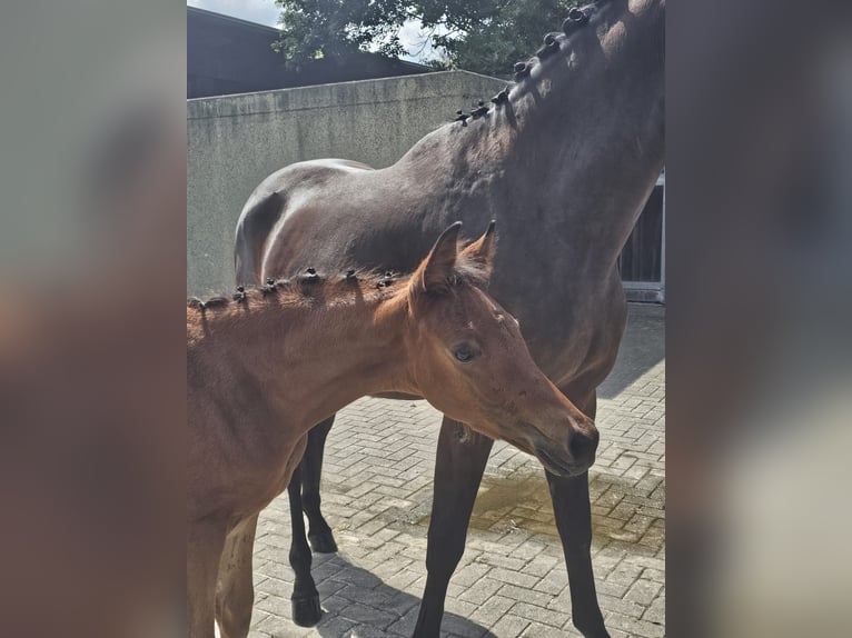 Trakehner Étalon 2 Ans 156 cm Bai in Trostberg
