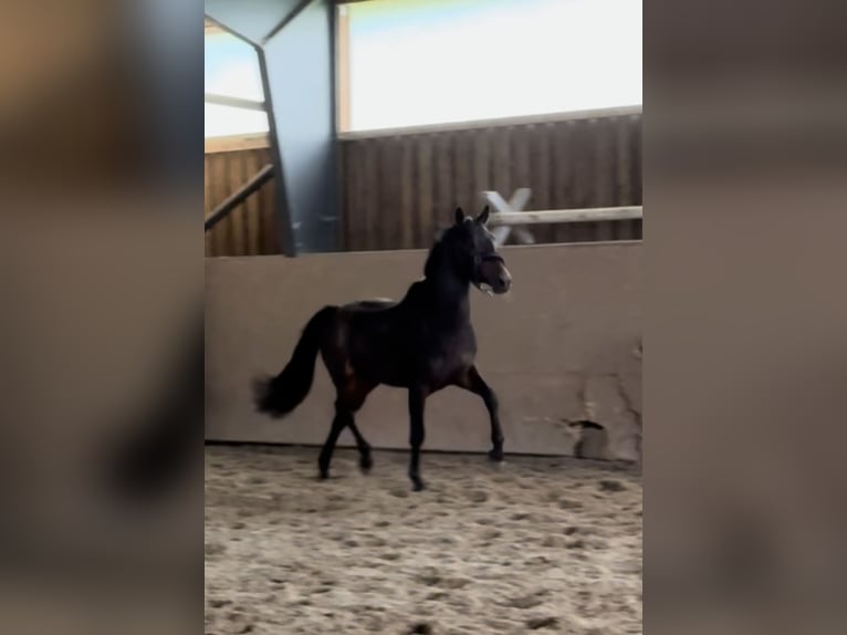 Trakehner Étalon 2 Ans 162 cm Bai brun in Blekendorf