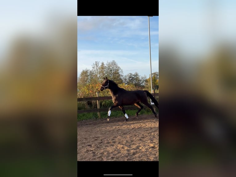 Trakehner Étalon 2 Ans 162 cm Bai brun in Blekendorf